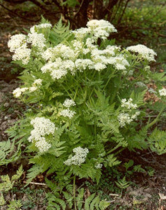 Smirna-Myrrhis odorata