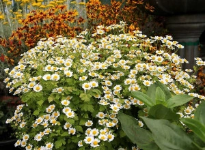 Spilcuta-Tanacetum parthenium 