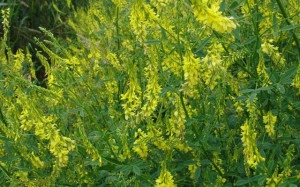 Sulfina-Melilotus officinalis - Img 4