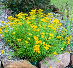 Tarhon Mexican-Tagetes Lucida - Img 4