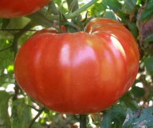Tomate BG Fantasy - Img 2