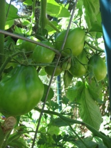 Tomate Black Truffle