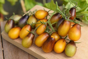Tomate cherry Indigo Pear Drops
