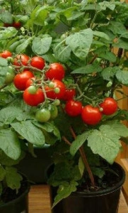 Tomate cherry Tiny Tim