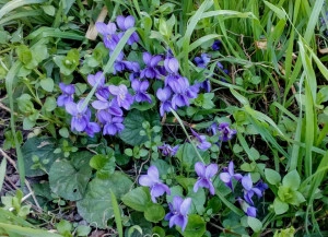 Toporas-Viola Odorata