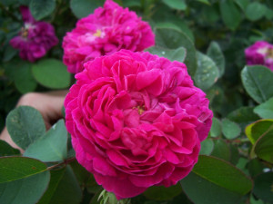 Trandafir de dulceata Rose de Rescht