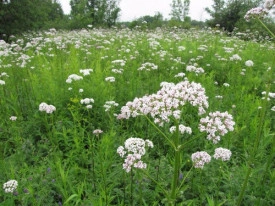Valeriana-Valeriana officinalis - Img 5