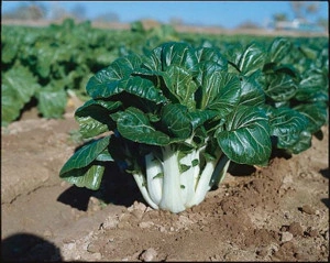 Varza chinezeasca Pak Choi Canton Dwarf