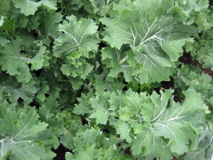 Varza Siberian Kale