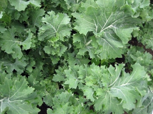 Varza Siberian Kale - Img 6
