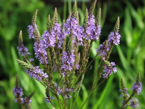 Verbena Hastata Blue Vervain - Img 3