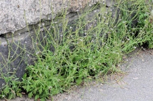 Verbena Officinalis - Img 4
