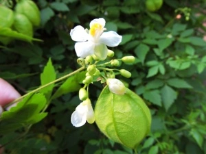 Vita de balon-Cardiospermum halicacabum - Img 2