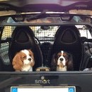 SMART FOR TWO RETE BAGAGLIAIO DIVISORIO ANIMALI