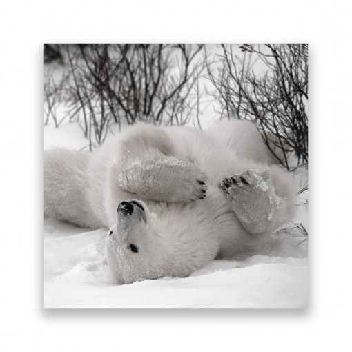 Tablou Canvas - Animal, Urs Polar, Iarna, Zapada, 100 x 100 cm