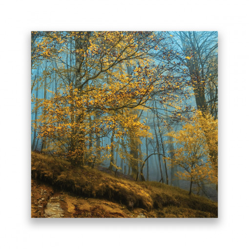 Tablou Canvas - Natura, Tablouri cu peisaj, Padure, Frunze, Toamna, 100 x 100 cm