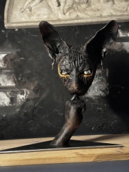 Opera d'arte Gatto Sphynx in resina - Img 3