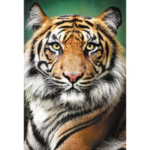 PUZZLE TREFL 1500 PORTRET TIGRU - Img 2