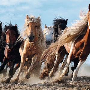 PUZZLE TREFL 1000 CAI LA GALOP - Img 2