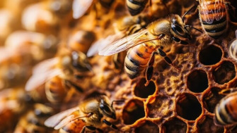 Diferitele tipuri de albine: roluri, caracteristici și importanță ecologică
