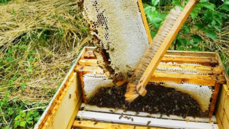 Efectele vindecătoare ale Veninului de Albine – terapie naturală cu putere antiinflamatoare și imunomodulatoare
