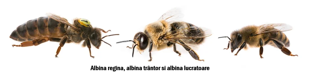 Albină regina, albină trântor și albină lucrătoare