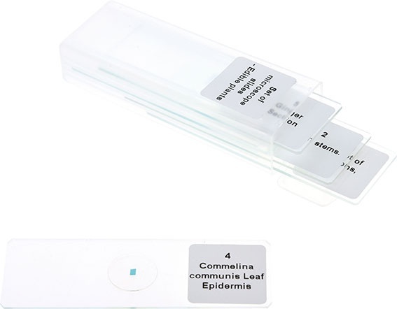 Set preparate microscopice - plante comestibile