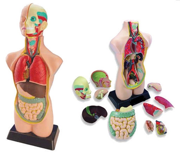 Tors cu cap 11 părți