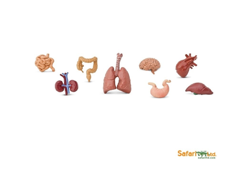 Tub cu modele de organe anatomice umane