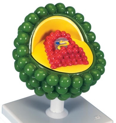 SIDA (HIV) – model viral