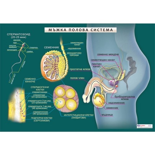 Sistemul genital masculin - mini panou A3