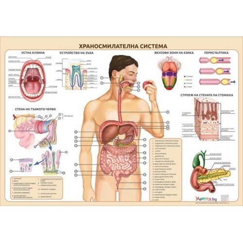 Tablou educațional „Sistemul digestiv