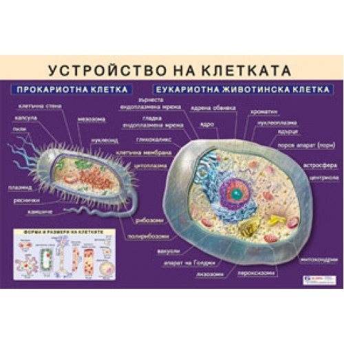 Planșă educațională "Structura celulei"