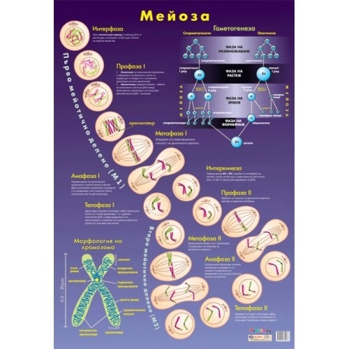 Tablou educațional "Meioza