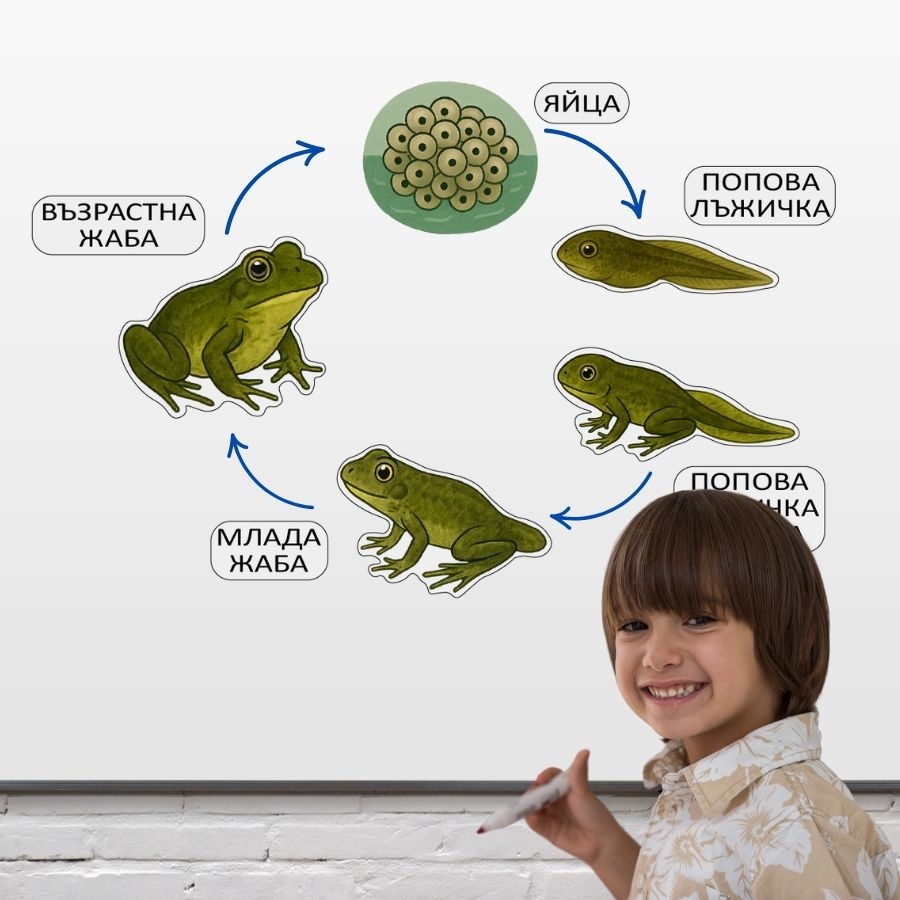 Ciclul de viață al Broaștei, magnetic