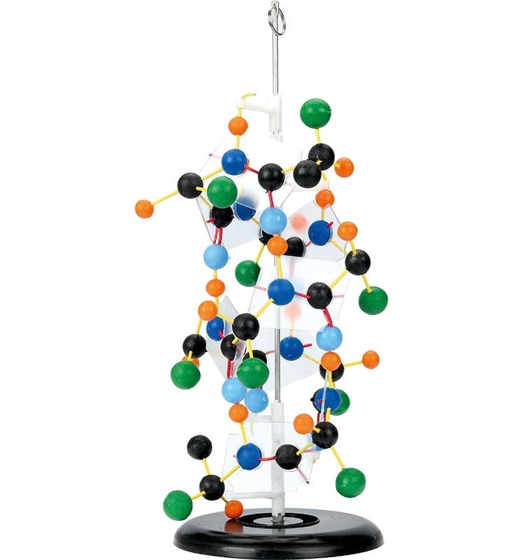 Proteine - model