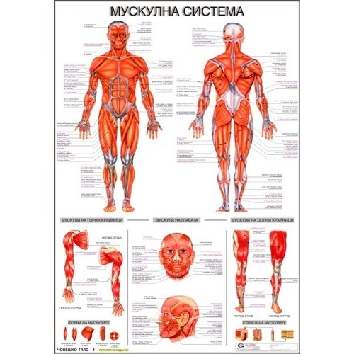Tablou educațional "Sistemul muscular al omului"