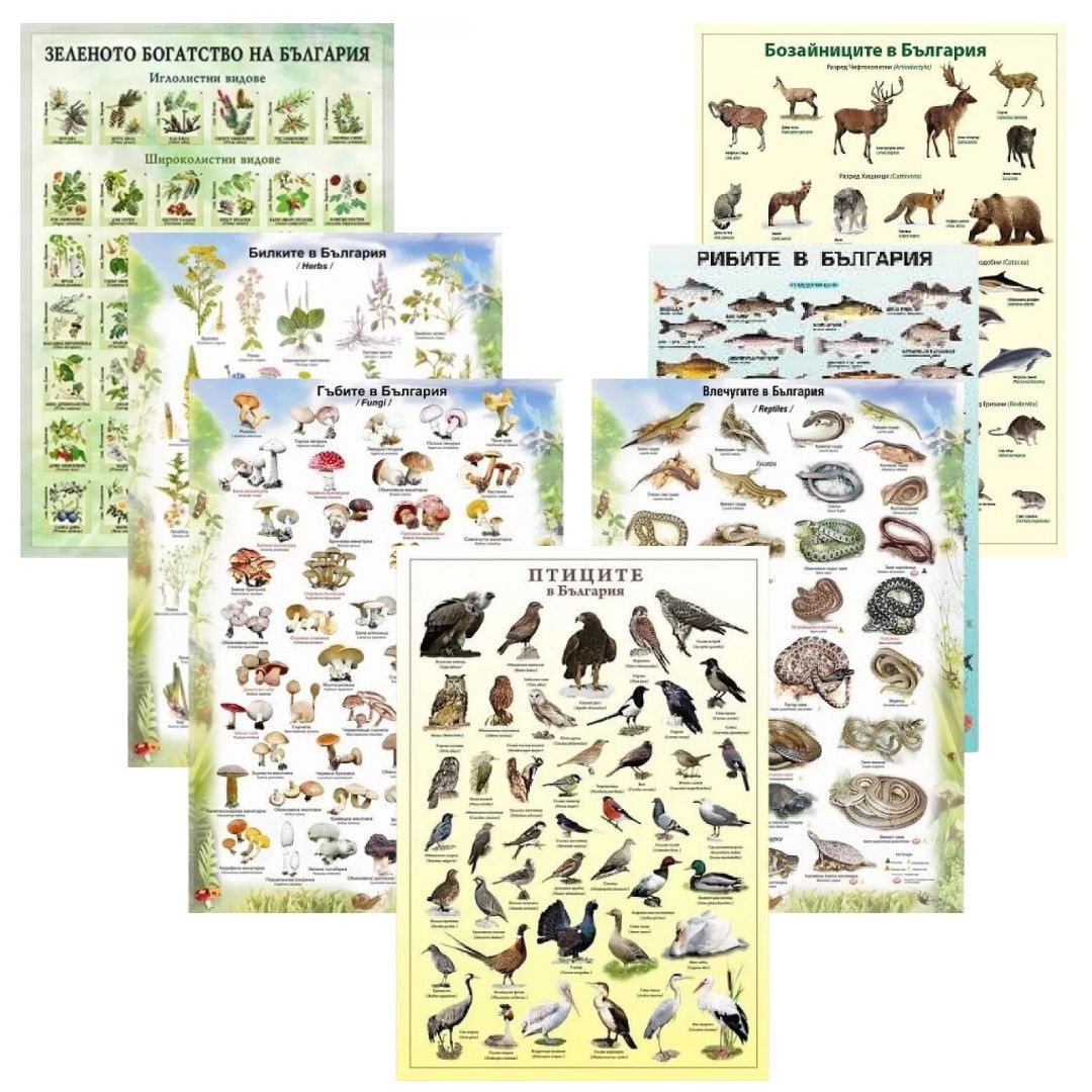 Animale si plante in Bulgaria - set 7 placi laminate 100/70 cm