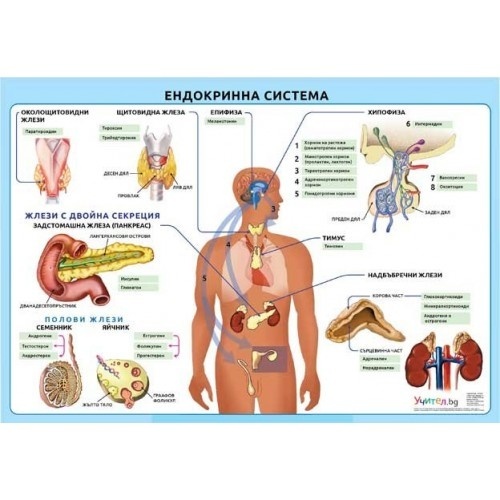 Tablou educațional "Sistemul endocrin