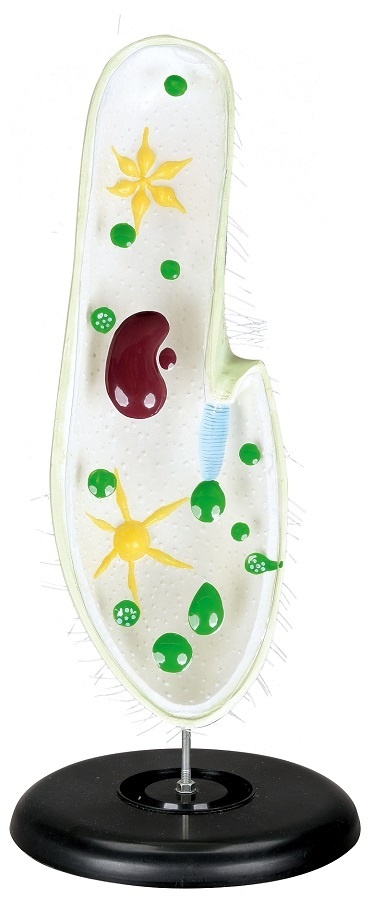 Model de papuci