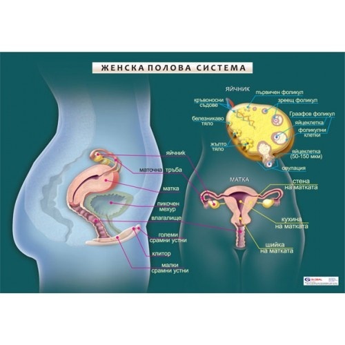 Planșă educațională "Sistemul reproductiv feminin"