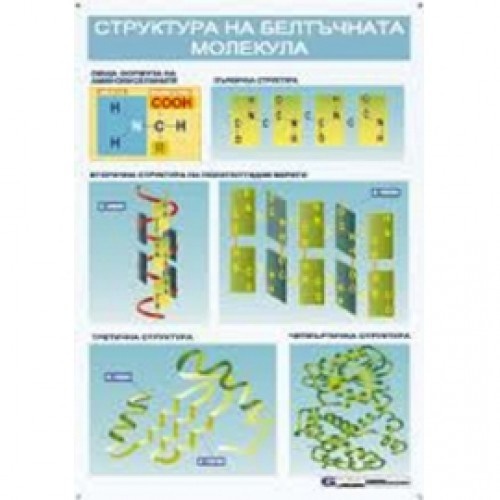 Tablou educațional "Structura moleculei proteice"