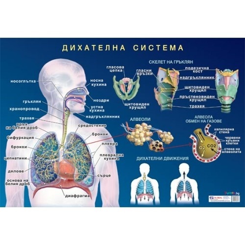 Panou educațional "Sistemul respirator al omului