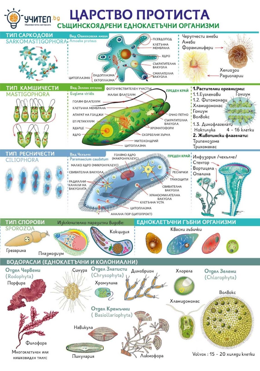 Panou Regatul Protista