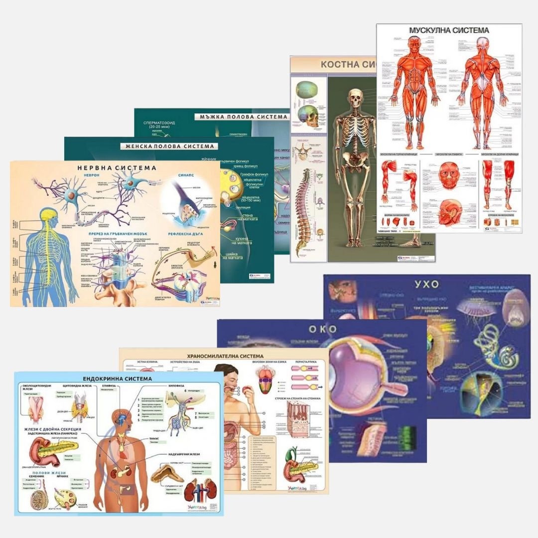 Anatomia omului - set de 9 planșe laminate 100/70 cm