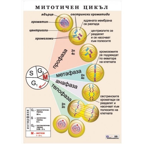 Planșă educațională "Ciclul mitotic"