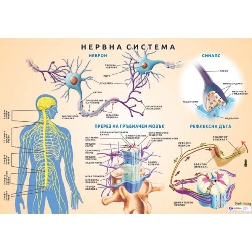 Planșă educațională "Sistemul nervos central"