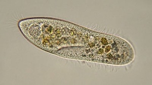 Paramecium - probă microscopică