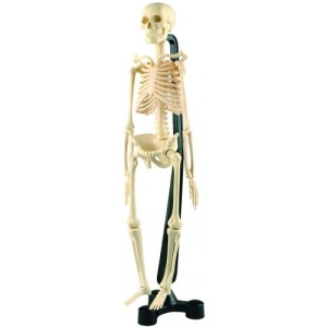 Schelet uman 46 cm.