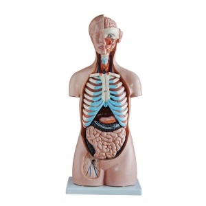 Trunchi uman 21 părți 85 cm